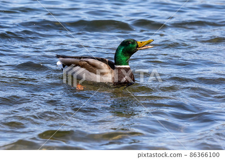 Wild duck or mallard, Anas platyrhynchos swimming in a lake in Munich, Germany Wild duck or mallard, Anas platyrhynchos swimming in a lake in Munich, Germany 86366100