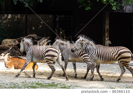 Hartmann's Mountain Zebra, Equus zebra hartmannae. An endangered zebra Hartmann's Mountain Zebra, Equus zebra hartmannae. An endangered zebra 86366110