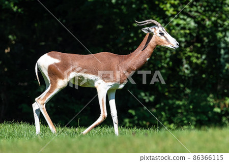 Dama gazelle, Gazella dama mhorr or mhorr gazelle is a species of gazelle 86366115