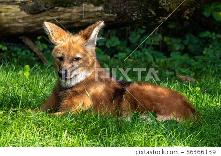 The Maned Wolf, Chrysocyon brachyurus is the largest canid of South America The Maned Wolf, Chrysocyon brachyurus is the largest canid of South America 86366139