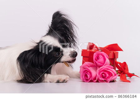 Portrait of a cute eared dog of the Papillon breed with a gift and a bouquet of roses for Valentine's Day. A romantic continental spaniel on a date Portrait of a cute eared dog of the Papillon breed with a gift and a bouquet of roses for Valentine's Day. A romantic continental spaniel on a date 86366184