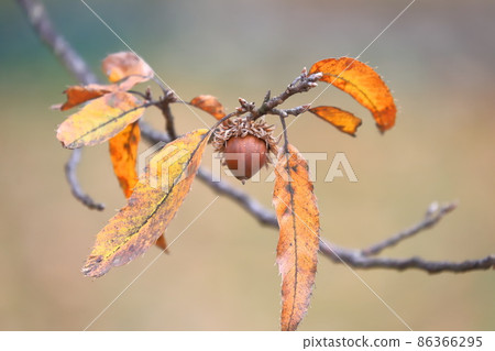 Quercus acutissima (acorn) 86366295