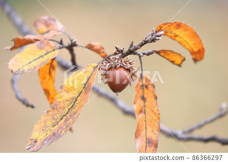 Quercus acutissima（橡子） 86366297