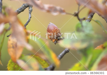 Quercus acutissima (acorn) 86366301