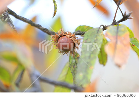 Quercus acutissima (acorn) Quercus acutissima (acorn) 86366306