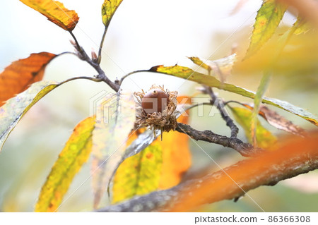 Quercus acutissima (acorn) Quercus acutissima (acorn) 86366308