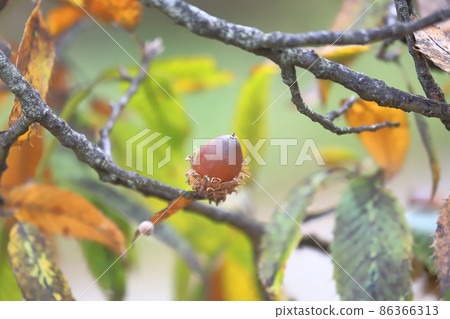 Quercus acutissima (acorn) Quercus acutissima (acorn) 86366313
