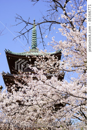 Former Kanei-ji Five-storied Pagoda and Cherry Blossoms in Full Bloom (Ueno Park, Taito-ku, Tokyo) Former Kanei-ji Five-storied Pagoda and Cherry Blossoms in Full Bloom (Ueno Park, Taito-ku, Tokyo) 86366771