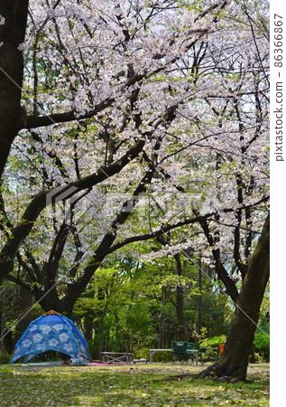 Cherry-blossom viewing style Cherry-blossom viewing style 86366867