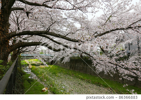 Zanbori River near Tamagawa Josui in Tachikawa City, Tokyo 86366883