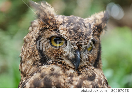 Spotted eagle owl close-up 86367078