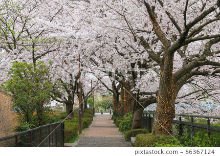 東京立川市多摩川上水附近沿山堀河的道路 86367124