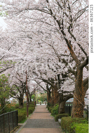 東京立川市多摩川上水附近沿山堀河的道路 86367125