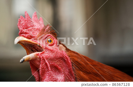loud screaming rooster 86367128