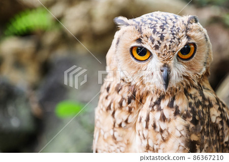 Close-up of Pharaoh Eagle Owl Close-up of Pharaoh Eagle Owl 86367210