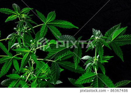 Flowering cannabis plants on a black background. Growing marijuana 86367486