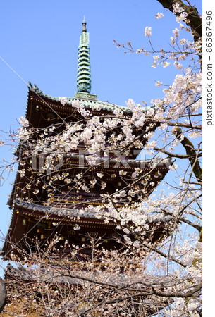 Former Kanei-ji Five-storied Pagoda and Cherry Blossoms in Full Bloom (Ueno Park, Taito-ku, Tokyo) Former Kanei-ji Five-storied Pagoda and Cherry Blossoms in Full Bloom (Ueno Park, Taito-ku, Tokyo) 86367496