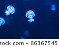 Barrel jellyfish lit by blue light 86367545