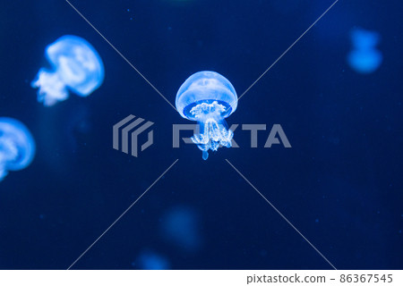 Barrel jellyfish lit by blue light Barrel jellyfish lit by blue light 86367545