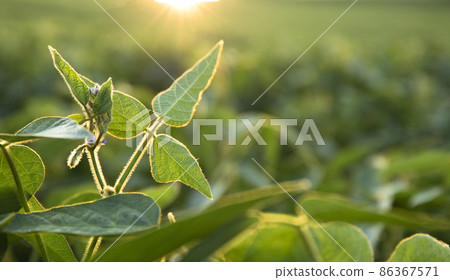 Selective focus close up of young green soybean plant with flower on plantation in sunset 86367571