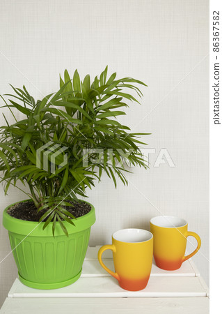 Orange and yellow tea cups and Palm plant pot on white wooden table 86367582