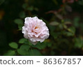 花園玫瑰 86367857