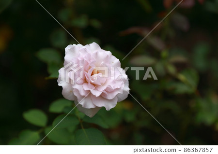 花園玫瑰 花園玫瑰 86367857