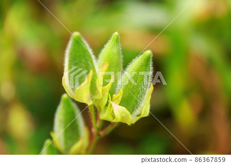 Okra Okra 86367859