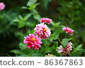 花園玫瑰 86367863