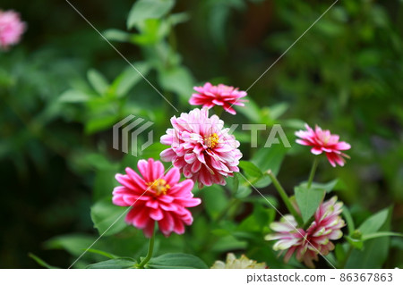 花園玫瑰 花園玫瑰 86367863