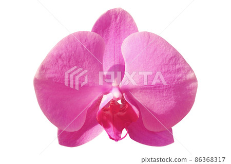 Pink orchid flower isolated on white background. Pink orchid flower isolated on white background. 86368317