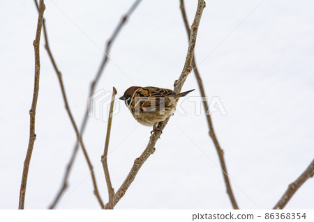 雪原的麻雀 雪原的麻雀 86368354