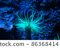 Beautiful sea anemone 86368414