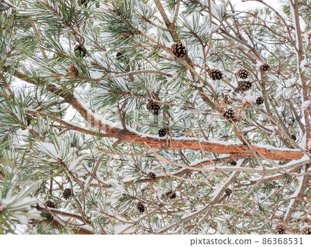Pine branch with cones and snow flakes. Beautiful winter season background Pine branch with cones and snow flakes. Beautiful winter season background 86368531
