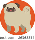 Pug with a whip whip 86368834