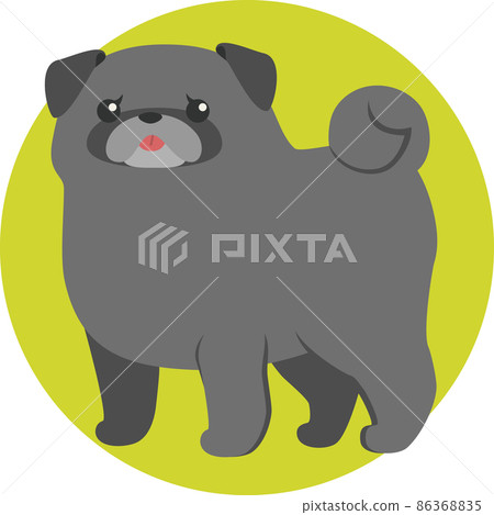 A black pug with a whip whip A black pug with a whip whip 86368835