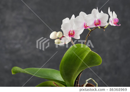 Beautiful white Phalaenopsis orchid flower. Luxury Orchidea on gray background. 86368969