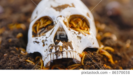 Maggots crawling on dead skull closeup photo Maggots crawling on dead skull closeup photo 86370038