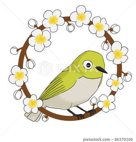 White-eye perching on a white plum tree 86370106