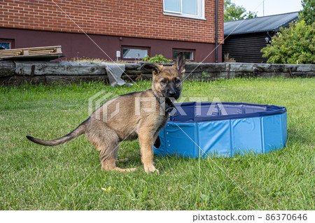Dog portrait of an eight weeks old German Shepherd puppy in green grass. Sable colered, working line breed 86370646