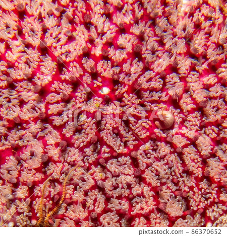 A closeup picture of a Common sunstar, Crossaster papposus, or Solaster is a species of sea star, aka starfish, belonging to the family Solasteridae. Picture from the Weather Islands, Sweden A closeup picture of a Common sunstar, Crossaster papposus, or Solaster is a species of sea star, aka starfish, belonging to the family Solasteridae. Picture from the Weather Islands, Sweden 86370652