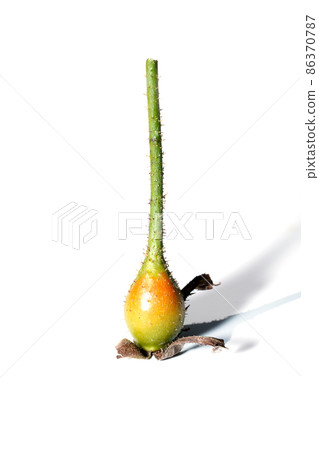 Close up rose fruit on white background. Close up rose fruit on white background. 86370787