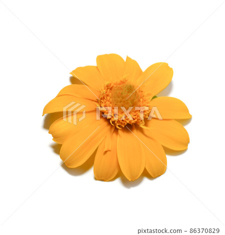 Close up Butter Daisy, Little Yellow Star flower on white background. Close up Butter Daisy, Little Yellow Star flower on white background. 86370829