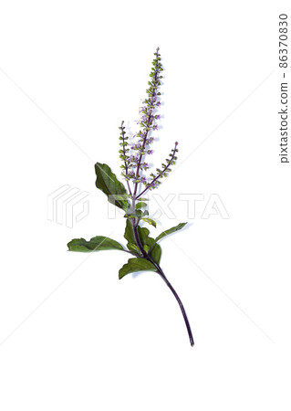 Close up Red Holy Basil flower and leaf on white background. 86370830