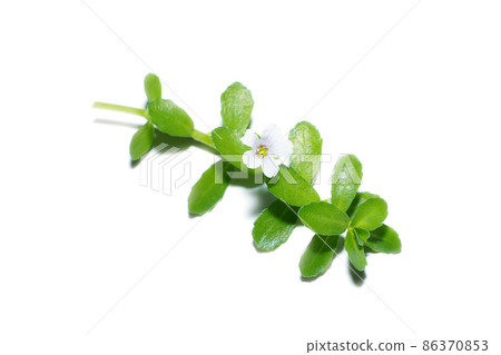 Close up Brammi leaf and flower on white background 86370853