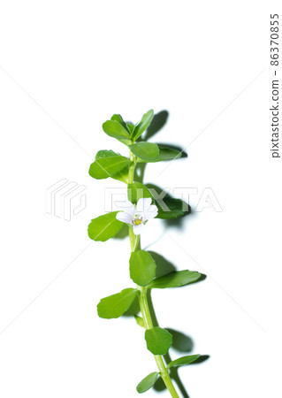 Close up Brammi leaf and flower on white background. Close up Brammi leaf and flower on white background. 86370855