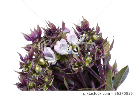 Close up Sweet Basil flower on white background. Close up Sweet Basil flower on white background. 86370856