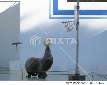 Shinagawa Aquarium Ashikaka Show 86371627