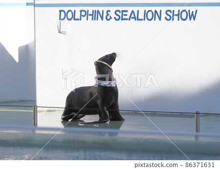 Shinagawa Aquarium Ashikaka Show 86371631