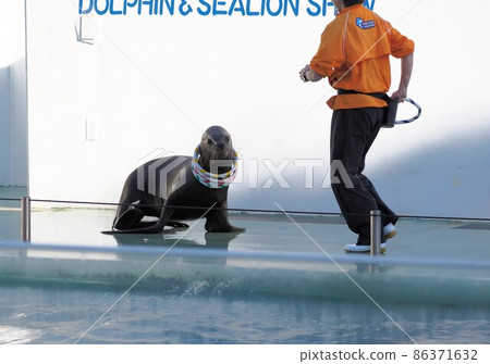 Shinagawa Aquarium Ashikaka Show 86371632